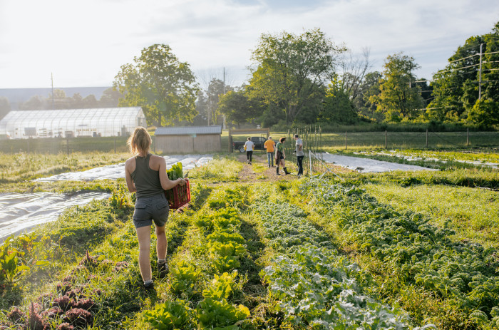 A summer intern wearing shorts and a tanktop walks through the farm field holding a crate of lettuce. The intern is surrounded by rows of leafy greens and is walking towards the Wash and Pack shed and fellow farm staff. 