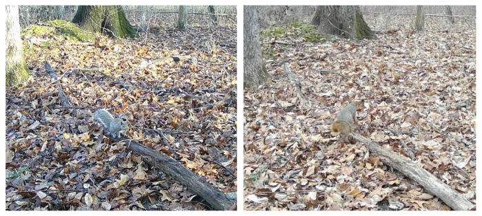 Gray and Fox squirrels in the woods