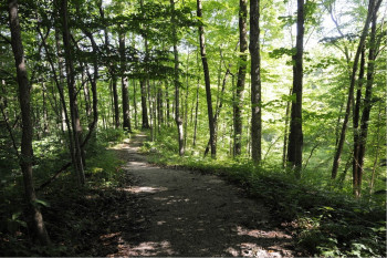 Nature Park trail