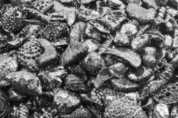 black and white close-up photo of shells