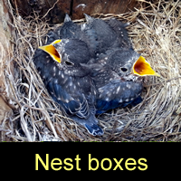 Birds in a nest