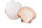 Scallop shell