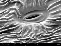 Scanning Electron Microscope sample 3