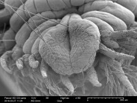 Scanning Electron Microscope sample 4