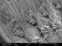 Scanning Electron Microscope sample 2