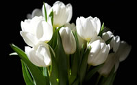 White tulips