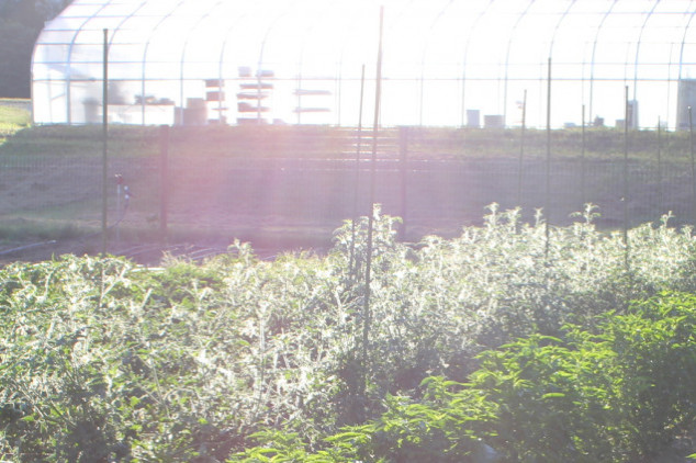 Crops and the greenhouse on the campus farm