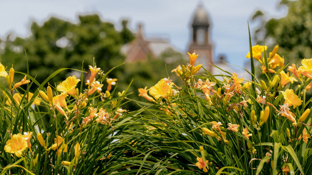 Yellow day lilies on campus.
