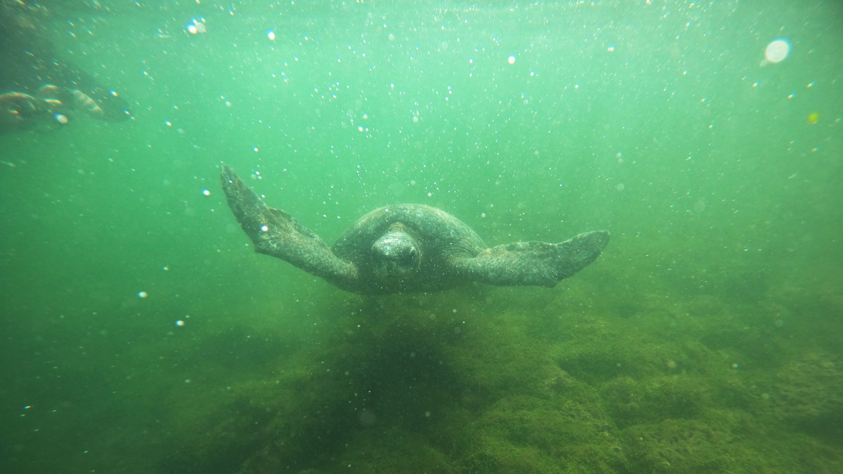 A Galapagos sea turtle