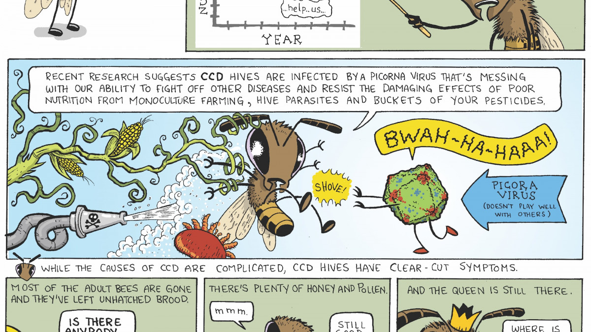 Joy Hosler '89 illustrates the plight of the honey bee.