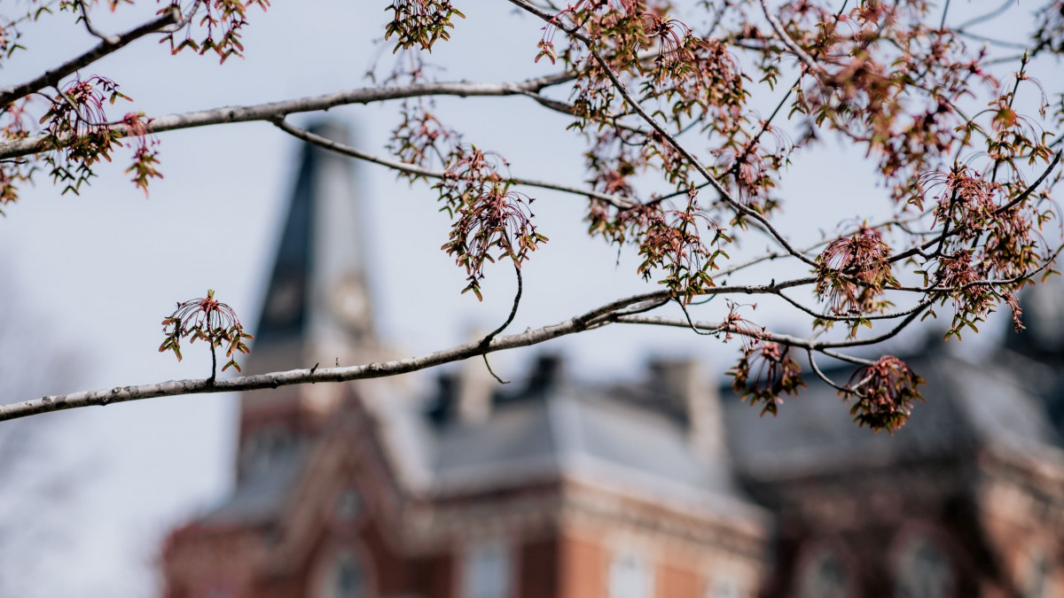 Spring blossoms in foreground, East College clock tower in back