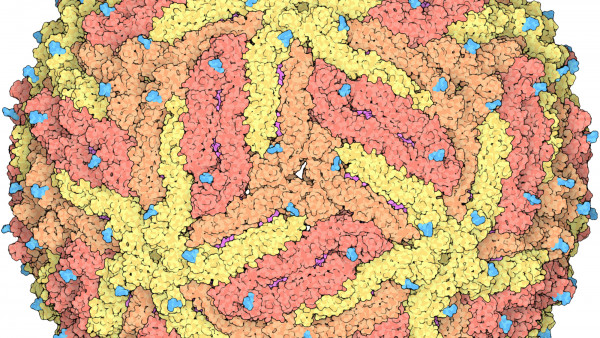 Computer visualization of the Zika virus