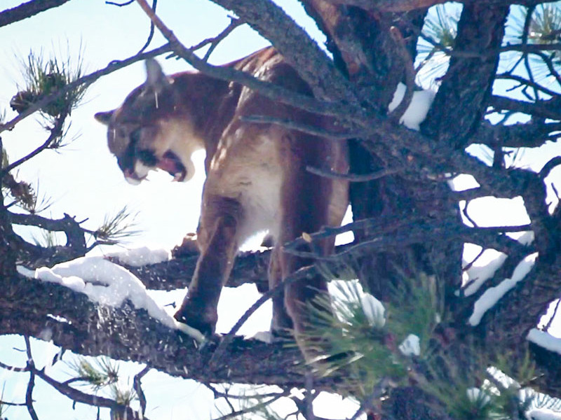 mountain lion