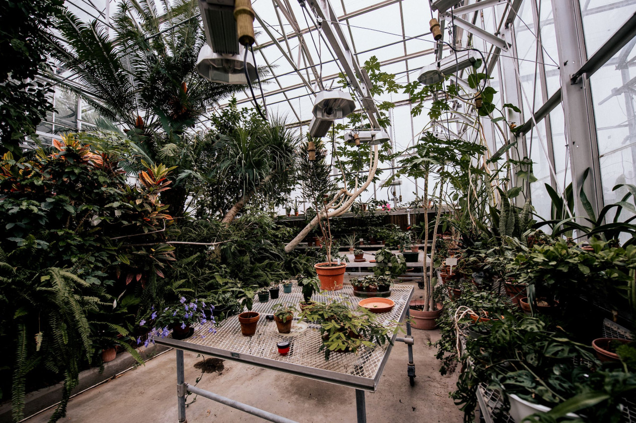 Wide lens shot of lots of plants in a greenhouse.