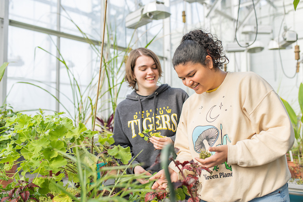 Students tending to plants in a greenhouse